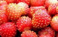 Японец вырастил самую тяжелую в мире ягоду земляники