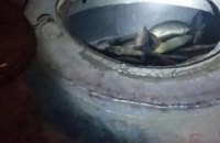 В Одесской области 32-летний мужчина пытался незаконно перевезти из питомника на рыбзавод 400 кг рыбы (ФОТО)