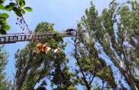 В Днепропетровской области  снимали кота с 12-метрового дерева (ФОТО)