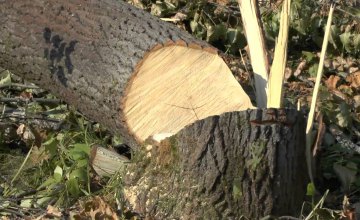 В Днепре мужчина незаконно нарубил деревьев на 23 тыс. грн