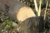В Днепре мужчина незаконно нарубил деревьев на 23 тыс. грн