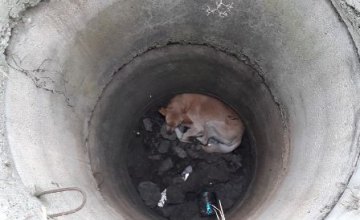 ​В Каменском спасли собаку, упавшую в 4-метровый колодец 