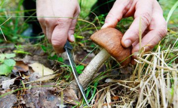 С начала года 6 жителей Днепропетровщины отравились грибами