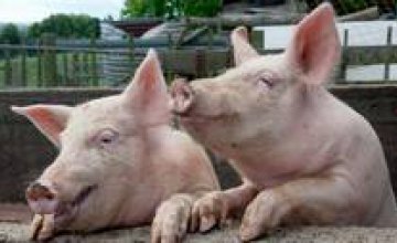 На Днепропетровщине зафиксирован новый случай африканской чумы свиней