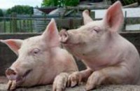 На Днепропетровщине зафиксирован новый случай африканской чумы свиней