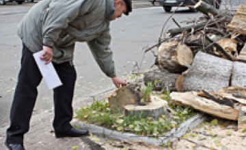 За сутки в Днепропетровской области в результате падения деревьев пострадали 4 человека