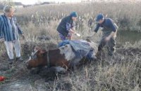 В Днепропетровской области спасли корову, которая упала в реку (ФОТО)