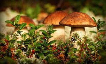 На Днепропетровщине  18-летний юноша отравился грибами