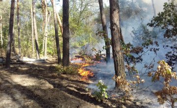 На Днепропетровщине уже 5 часов пытаются потушить лесной пожар