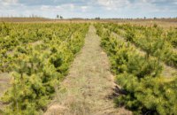В этом году на Днепропетровщине высадили около 170 га лесов