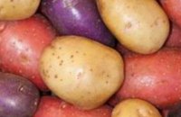 Ученые вывели новый сорт картофеля