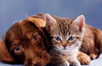 Депутаты предлагают запретить разведение беспородных кошек и собак