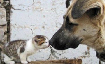 В Днепропетровске осуждают людей, которые выгоняют животных на улицу