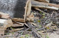 В «Горзеленстрой» поступило 40 обращений по факту падения деревьев 