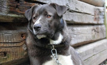 В Венгрии запретили держать собак на цепях