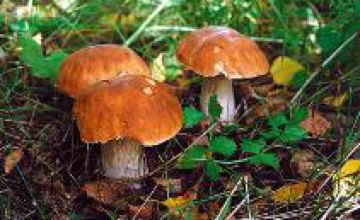 Жителей Днепропетровщины призывают не собирать грибы рядом с дорогой и не кормить ими детей