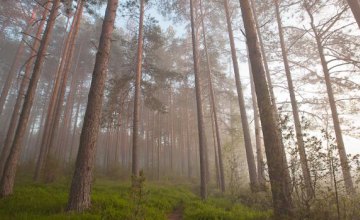 Жителей Днепропетровской области просят не шуметь в лесах: начался «сезон тишины»
