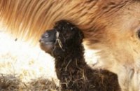 В одесском зоопарке у пары верблюдов родилось потомство