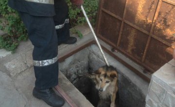 На Днепропетровщине собака упала в канализационный коллектор и не смогла самостоятельно выбраться