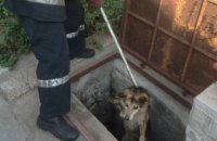 На Днепропетровщине собака упала в канализационный коллектор и не смогла самостоятельно выбраться