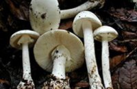 В Днепропетровской области 5 человек отравились грибами