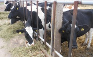В Днепропетровской области появится молочная товарная ферма
