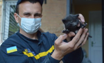 Днепровские чрезвычайники спасли жизнь маленькому котенку 