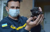 Днепровские чрезвычайники спасли жизнь маленькому котенку 