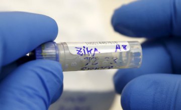 Американские ученые выявили антитела, нейтрализующие вирус Зика