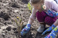 На Днепропетровщине переселенцы из Донецкой области высадили 200 кустов роз