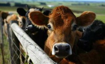 Крестьяне будут получать дотации за содержание крупного рогатого скота