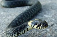 В Житомирской области в течение недели змеи трижды кусали людей
