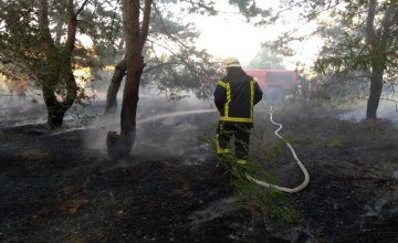 В Петриковском районе горел хвойный лес 