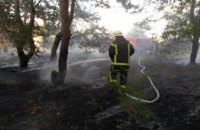 В Петриковском районе горел хвойный лес 