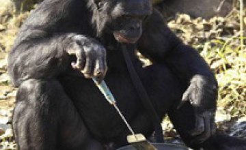 В США ученые научили шимпанзе готовить пищу