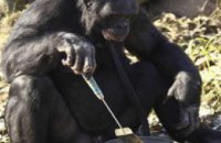 В США ученые научили шимпанзе готовить пищу