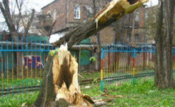 В Днепропетровске 2 сухостоя рухнули на территорию детского сада