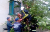 ​В Павлограде мужчина выпал с 4-го этажа и застрял на дереве (ФОТО)