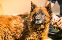 Легендарний пес Крим оговтується після ракетного удару і вже не ллє сліз
