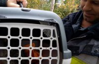 В Днепре спасатели достали котенка из вентиляционной трубы (ФОТО)
