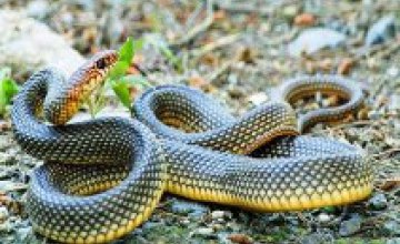 На Днепропетровщине появилась змея, которая достигает 2 м в длину и любит первой атаковать