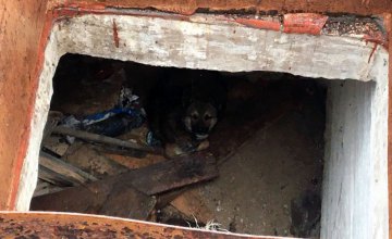 Спасатели Кривого Рога помогли щенку выбраться из ловушки
