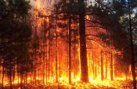 На Днепропетровщине горел хвойный лес