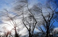 ГСЧС предупреждает о порывах ветра в Днепропетровской области