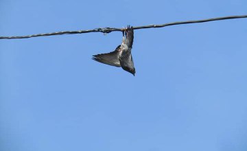 На Днепропетровщине спасли голубя, который запутался в электрокабеле (ФОТО) 