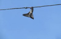 На Днепропетровщине спасли голубя, который запутался в электрокабеле (ФОТО) 