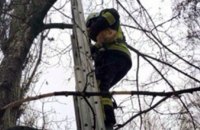 На Днепропетровщине пожарные сняли кота с 6-метровой высоты