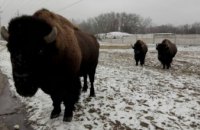 Как зимуют животные в заповеднике Павлоградского химзавода (ФОТО)