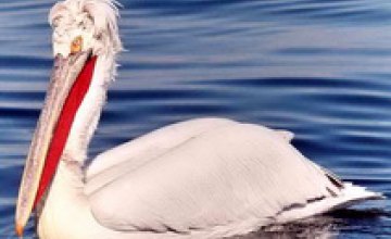 В Донецкой области разбили гнезда косматых пеликанов