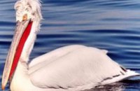 В Донецкой области разбили гнезда косматых пеликанов